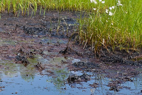 Hydrocarbon based soils